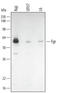 Tyrosine-protein kinase Fgr antibody, AF3207, R&D Systems, Western Blot image 