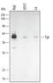 FGR Proto-Oncogene, Src Family Tyrosine Kinase antibody, AF3207, R&D Systems, Western Blot image 