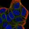 Gpr109 antibody, HPA028660, Atlas Antibodies, Immunofluorescence image 