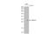 C-X-C Motif Chemokine Ligand 16 antibody, GTX116706, GeneTex, Western Blot image 