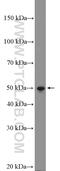 RCC1 Like antibody, 13796-1-AP, Proteintech Group, Western Blot image 