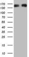 Neurofilament Medium antibody, LS-C339770, Lifespan Biosciences, Western Blot image 