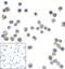 Transmembrane And Immunoglobulin Domain Containing 2 antibody, RF16121, ProSci, Immunocytochemistry image 