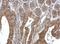 Thiamin pyrophosphokinase 1 antibody, NBP1-32248, Novus Biologicals, Immunohistochemistry paraffin image 