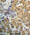 Tripartite Motif Containing 4 antibody, abx027320, Abbexa, Immunohistochemistry paraffin image 