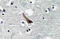 Gamma-Aminobutyric Acid Type A Receptor Alpha1 Subunit antibody, AP20674PU-N, Origene, Immunohistochemistry frozen image 