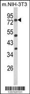 Protein Kinase C Alpha antibody, 63-524, ProSci, Western Blot image 