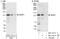 WW Domain Containing E3 Ubiquitin Protein Ligase 1 antibody, NBP1-49712, Novus Biologicals, Western Blot image 