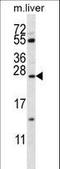 SP5 antibody, LS-B10952, Lifespan Biosciences, Western Blot image 