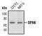 STE20/SPS1-related proline-alanine-rich protein kinase antibody, PA5-17338, Invitrogen Antibodies, Western Blot image 
