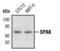 STE20/SPS1-related proline-alanine-rich protein kinase antibody, PA5-17338, Invitrogen Antibodies, Western Blot image 