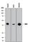 Mevalonate Kinase antibody, AF8516, R&D Systems, Western Blot image 
