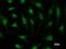 RuvB Like AAA ATPase 1 antibody, LS-C342470, Lifespan Biosciences, Immunofluorescence image 