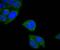 COX2 antibody, A03631, Boster Biological Technology, Immunocytochemistry image 