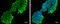 PSA antibody, MA5-27832, Invitrogen Antibodies, Immunofluorescence image 