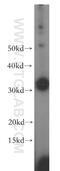 Thioredoxin-related transmembrane protein 2 antibody, 19838-1-AP, Proteintech Group, Western Blot image 