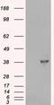 Docking Protein 5 antibody, LS-C54730, Lifespan Biosciences, Western Blot image 