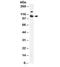 Interferon Regulatory Factor 3 antibody, orb315793, Biorbyt, Western Blot image 