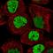 Nuclear Mitotic Apparatus Protein 1 antibody, HPA029912, Atlas Antibodies, Immunofluorescence image 