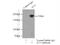 Tight Junction Protein 1 antibody, 21773-1-AP, Proteintech Group, Immunoprecipitation image 