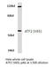 Activating Transcription Factor 2 antibody, LS-C175927, Lifespan Biosciences, Western Blot image 