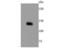 Toll Like Receptor 7 antibody, NBP2-67209, Novus Biologicals, Western Blot image 