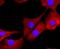 Galectin 3 antibody, NBP2-66857, Novus Biologicals, Immunofluorescence image 