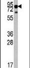 Neurotrophic Receptor Tyrosine Kinase 1 antibody, PA5-14746, Invitrogen Antibodies, Western Blot image 