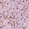 Leucine Rich Repeat LGI Family Member 4 antibody, orb74956, Biorbyt, Immunohistochemistry paraffin image 