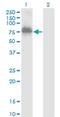 Zinc Finger Protein 23 antibody, H00007571-M02, Novus Biologicals, Western Blot image 