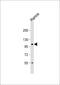 TATA-Box Binding Protein Associated Factor 4b antibody, 56-253, ProSci, Western Blot image 