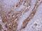 RAS Guanyl Releasing Protein 3 antibody, PA5-28091, Invitrogen Antibodies, Immunohistochemistry paraffin image 