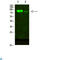 AFG3 Like Matrix AAA Peptidase Subunit 2 antibody, LS-C813320, Lifespan Biosciences, Western Blot image 