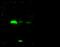 Receptor-binding cancer antigen expressed on SiSo cells antibody, 14012-R019, Sino Biological, Western Blot image 