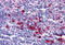 KIT Ligand antibody, MBS243036, MyBioSource, Immunohistochemistry frozen image 