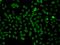 Phosphatidylinositol Specific Phospholipase C X Domain Containing 2 antibody, PA5-76231, Invitrogen Antibodies, Immunofluorescence image 