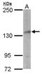 Nuclear Receptor Binding SET Domain Protein 3 antibody, NBP1-33013, Novus Biologicals, Western Blot image 