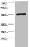 Cysteine-rich protein TTG-1 antibody, A53905-100, Epigentek, Western Blot image 