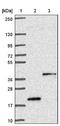 Transmembrane Protein 120B antibody, NBP1-91101, Novus Biologicals, Immunohistochemistry frozen image 