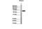 Phosphoenolpyruvate Carboxykinase 1 antibody, 27-713, ProSci, Western Blot image 