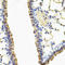 Cysteinyl-TRNA Synthetase antibody, LS-C748712, Lifespan Biosciences, Immunohistochemistry frozen image 