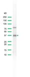 POU Class 2 Homeobox Associating Factor 1 antibody, PA5-32278, Invitrogen Antibodies, Western Blot image 