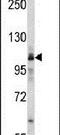 Methionyl-TRNA Synthetase antibody, PA5-14997, Invitrogen Antibodies, Western Blot image 