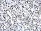 Histone Cluster 4 H4 antibody, NBP2-42858, Novus Biologicals, Immunohistochemistry frozen image 