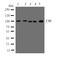 Cbl Proto-Oncogene antibody, LS-C313487, Lifespan Biosciences, Western Blot image 