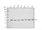 Methyltransferase Like 1 antibody, A10859-1, Boster Biological Technology, Western Blot image 
