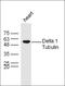 Tubulin Delta 1 antibody, orb186271, Biorbyt, Western Blot image 