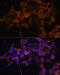 Prostaglandin-Endoperoxide Synthase 1 antibody, 22-876, ProSci, Immunofluorescence image 