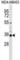 Potassium Voltage-Gated Channel Subfamily A Member 5 antibody, abx029240, Abbexa, Western Blot image 