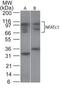 Nuclear Factor Of Activated T Cells 1 antibody, PA1-41041, Invitrogen Antibodies, Western Blot image 